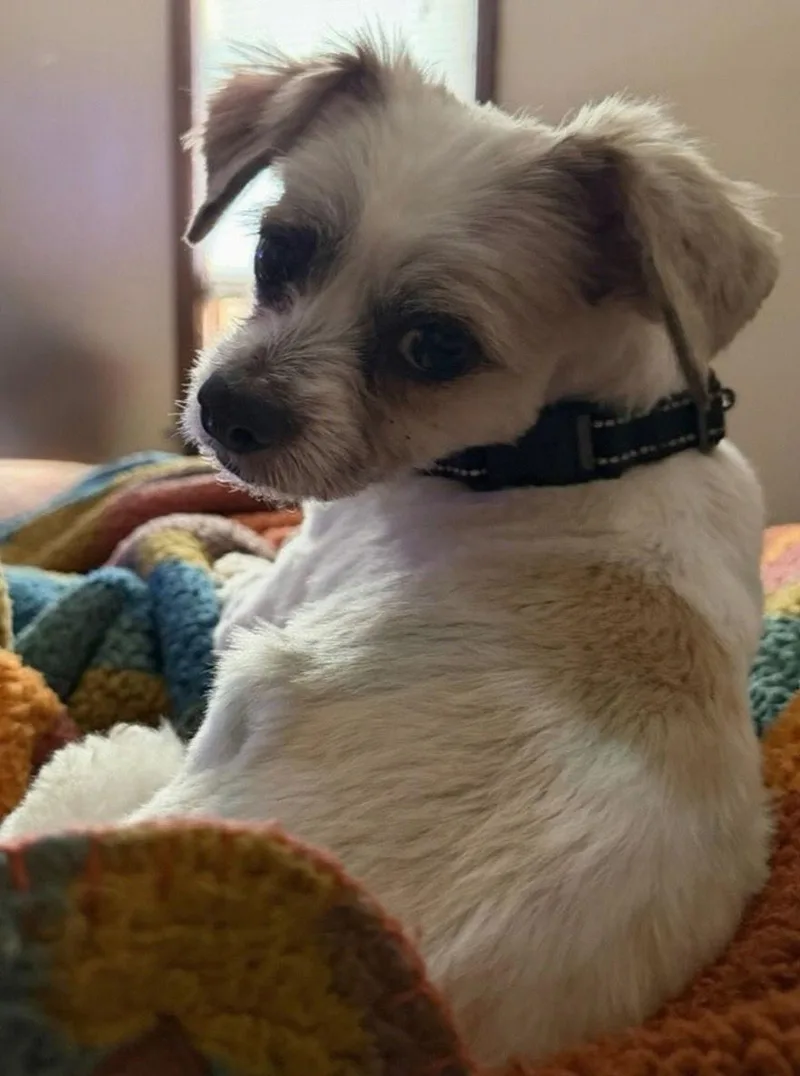 Leonardo thumbnail 3