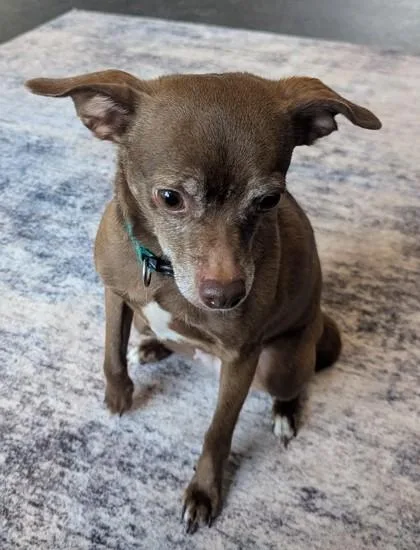 Cinnamon thumbnail 2