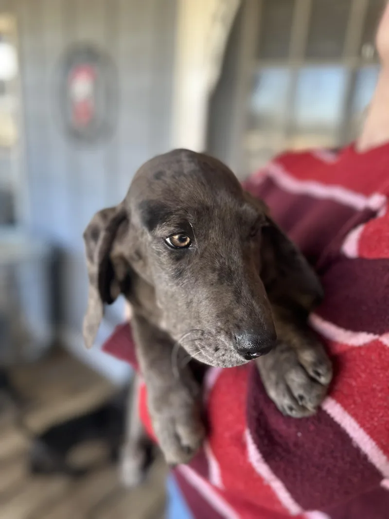 Sapphire thumbnail 2