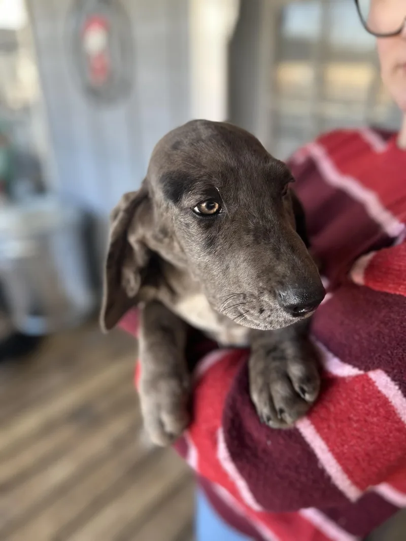 Sapphire thumbnail 4