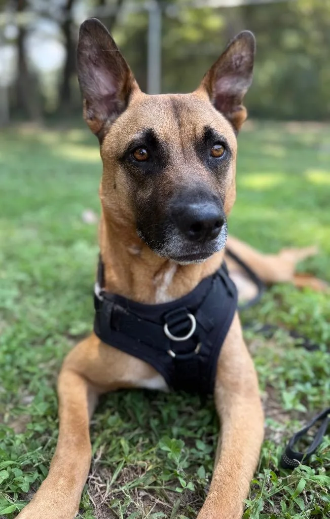 Fezaroni thumbnail 3