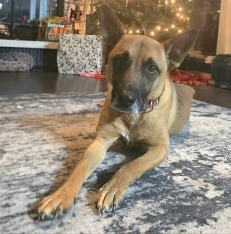 Fezaroni thumbnail 6