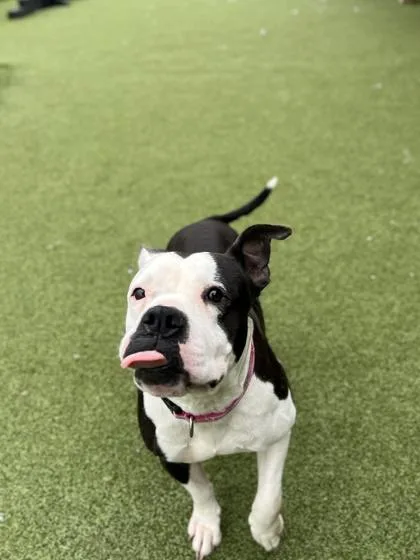 Betty Moo thumbnail 2