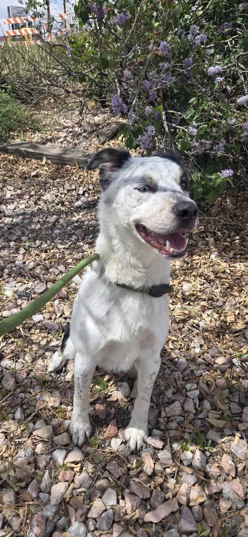 Maverick thumbnail 2