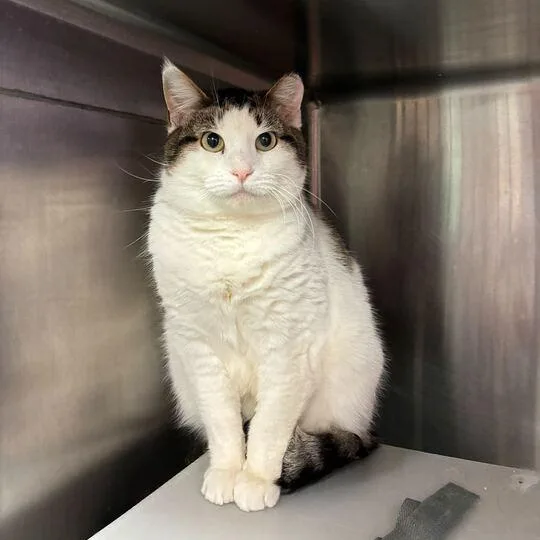 Spicy Pepperoni thumbnail 2