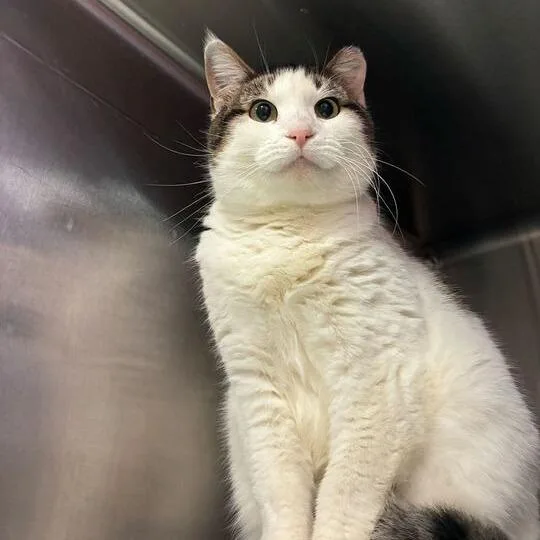 Spicy Pepperoni thumbnail 3