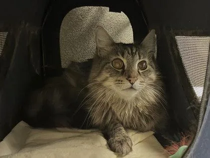 Heathcliff Fiv +  thumbnail 2