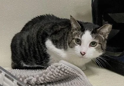 Oliver Bonded With Heathcliff thumbnail 2