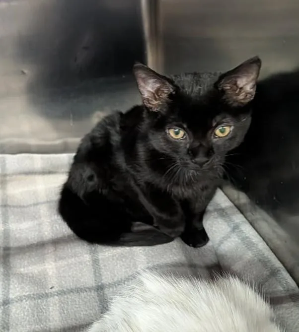 Sardinesbonded Pair Wmangle