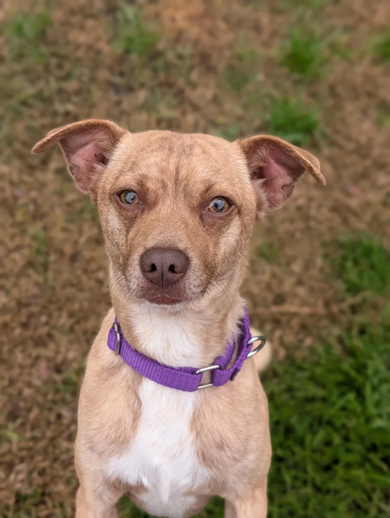 Mr Brown thumbnail 2