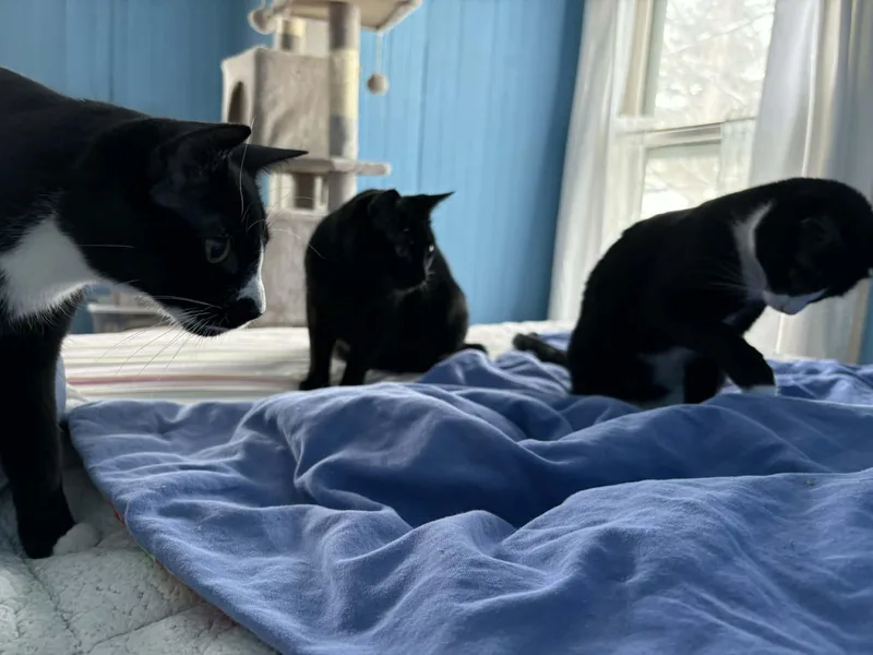 Katmai Bijou's Babies thumbnail 5