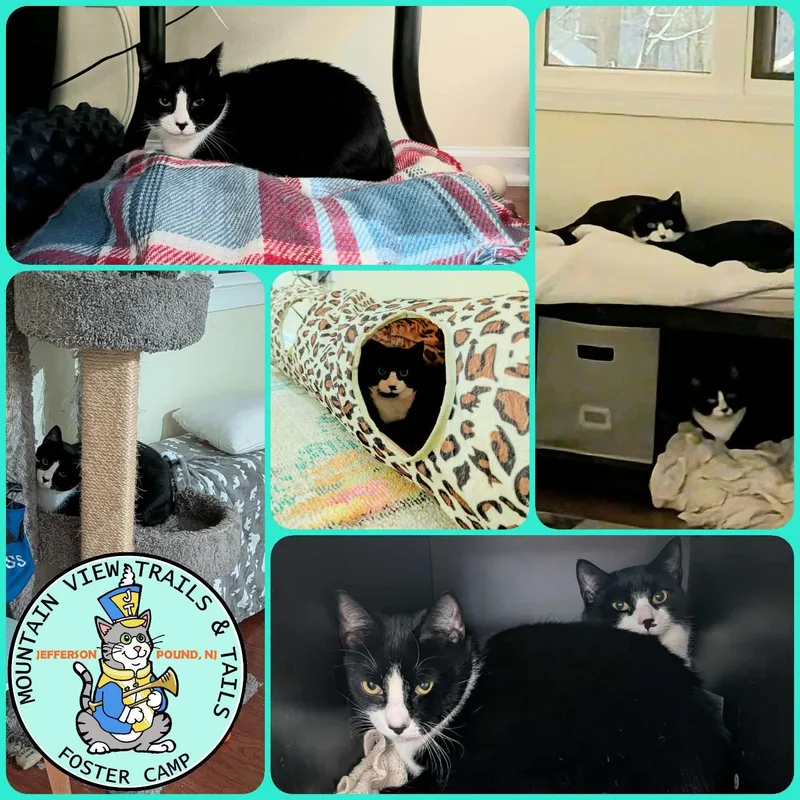 Triskit Bonded Siblings & thumbnail 2