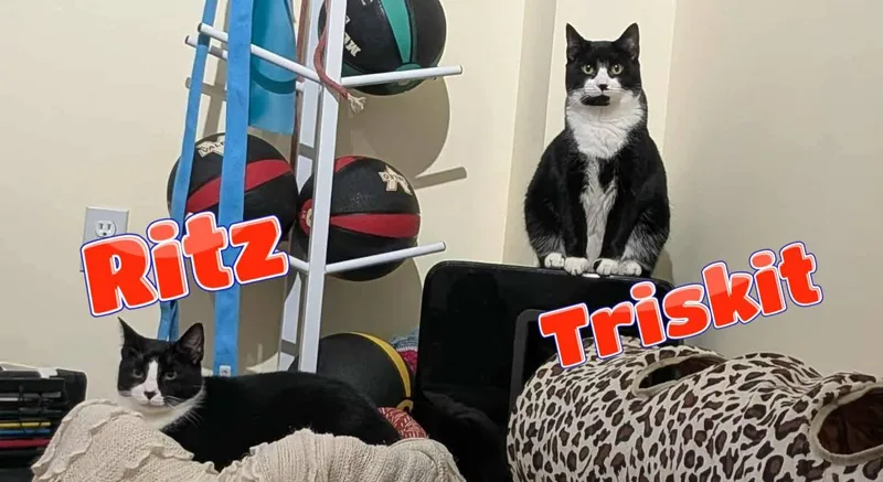 Triskit Bonded Siblings & thumbnail 3