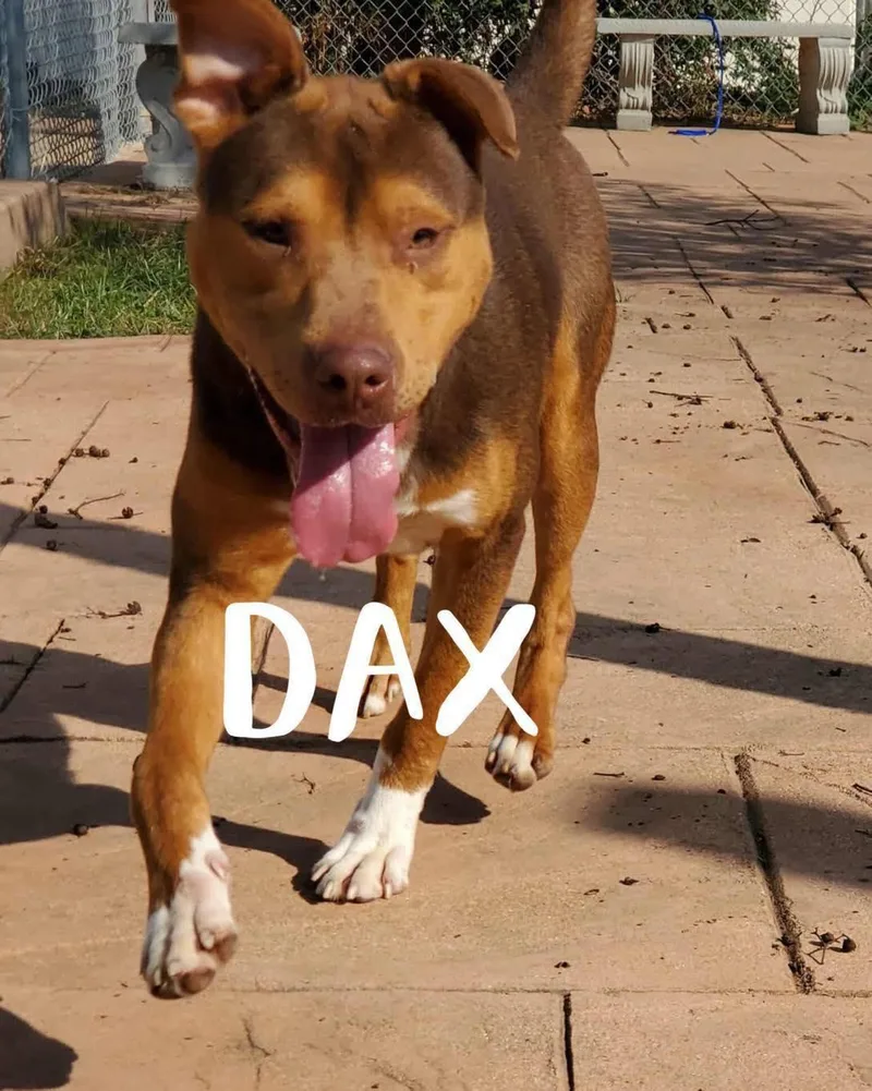 Dax
