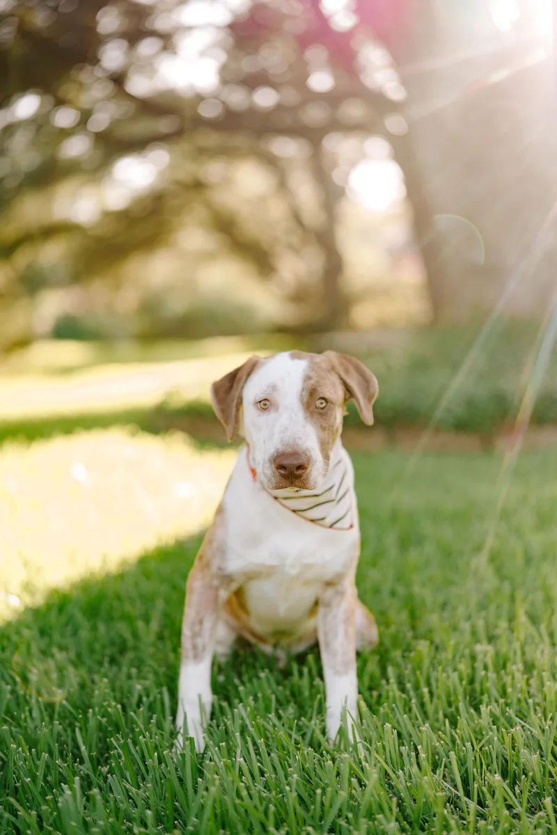 A young large-sized male Apricot / Beige Labrador Retriever dog named At for adoption in Spring, TX