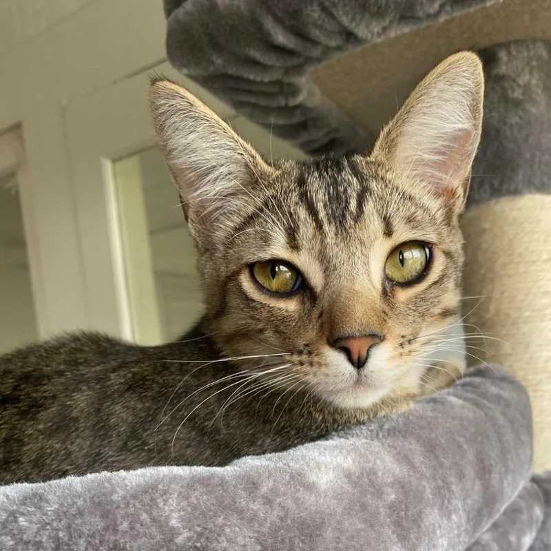 An adult small-sized male Brown / Chocolate Domestic Short Hair cat named Pepper for adoption in Los Angeles, CA