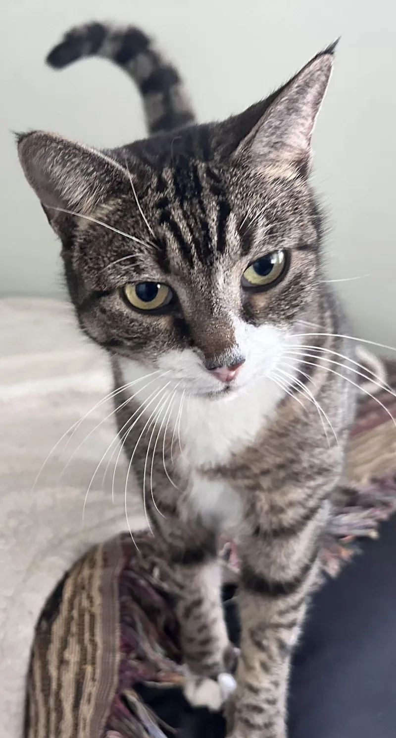 Snickers thumbnail 2