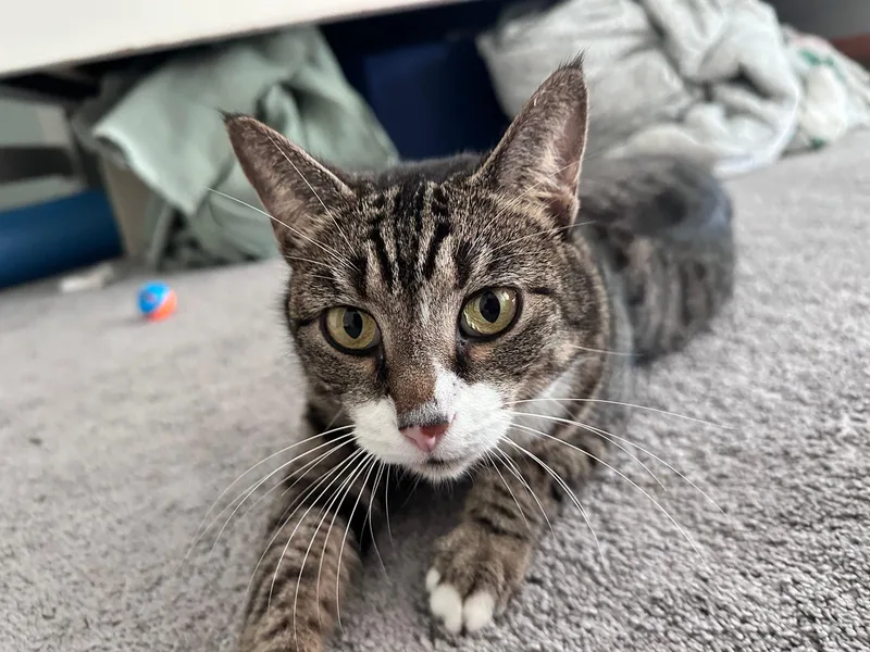 Snickers thumbnail 3