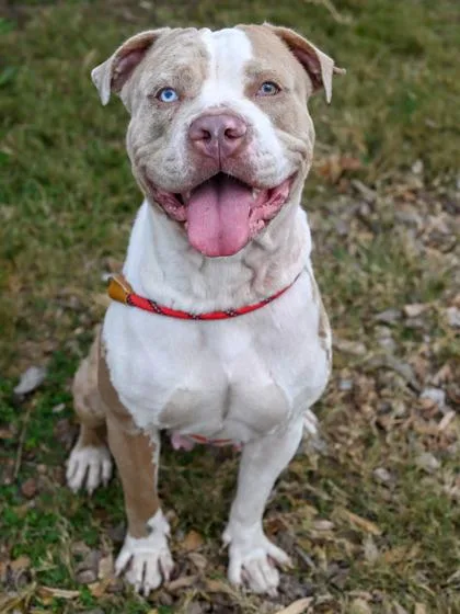 Elsinora thumbnail 2