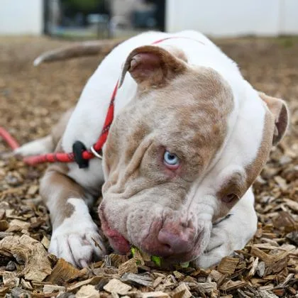 Elsinora thumbnail 3