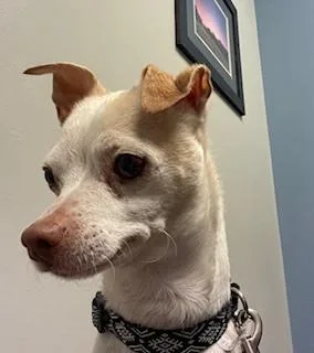 Chihuahua  Rocco thumbnail 2
