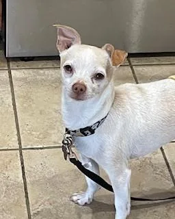 Chihuahua  Rocco thumbnail 3