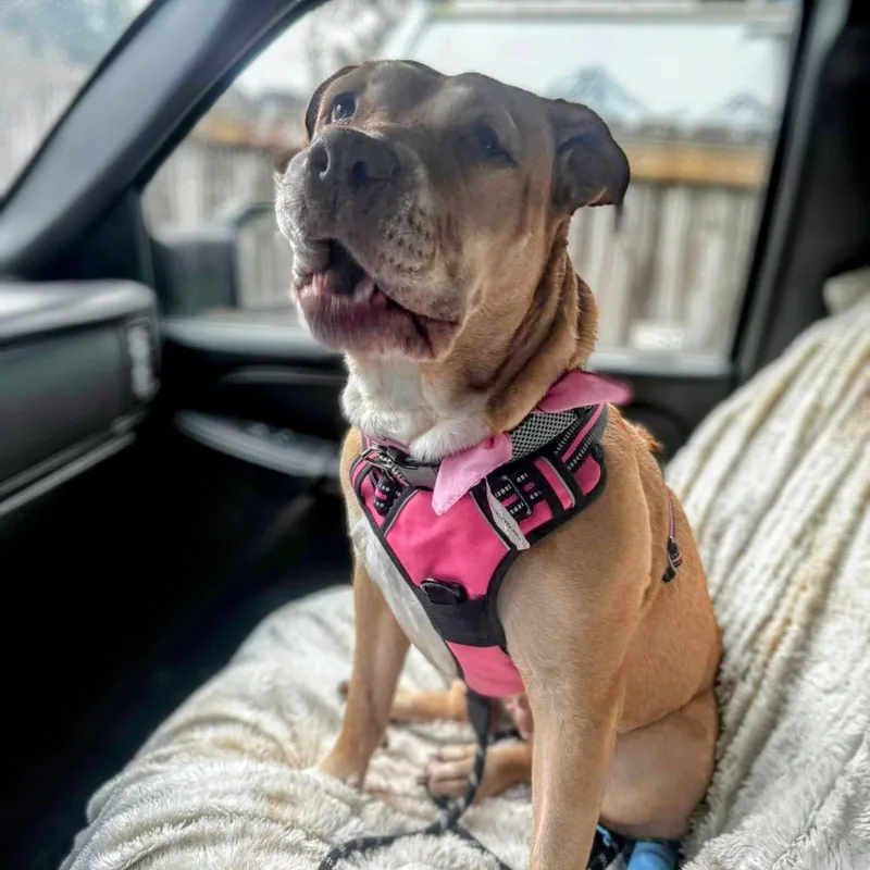 Sadie  Sweet Survivor