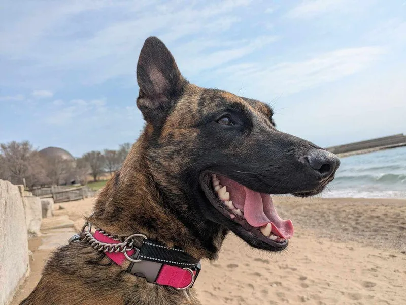 Ryder  Located In thumbnail 2