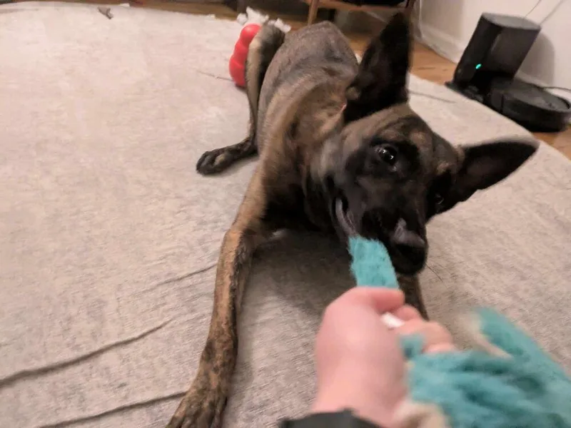 Ryder  Located In thumbnail 3