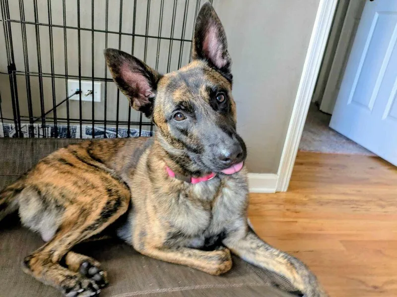 Ryder  Located In thumbnail 4