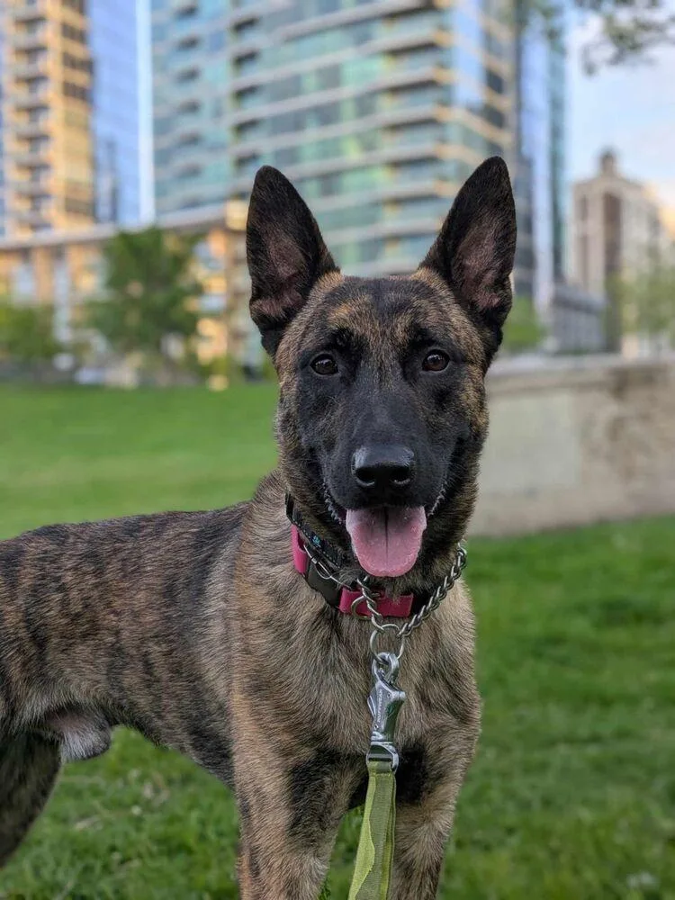 Ryder  Located In thumbnail 5