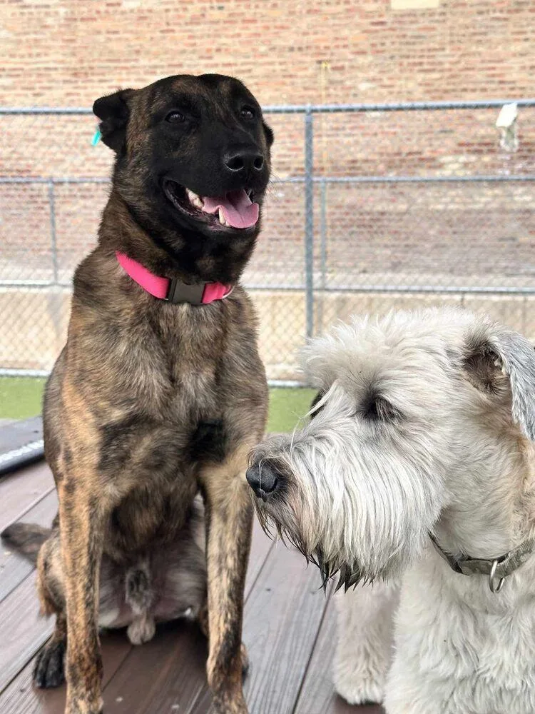 Ryder  Located In thumbnail 6