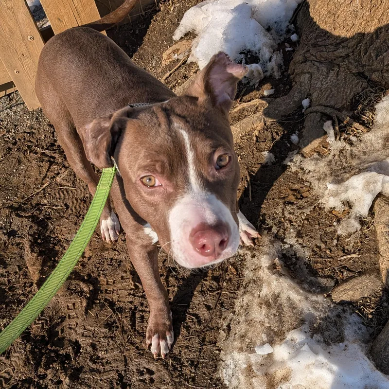A young medium-sized male Brown / Chocolate Pit Bull Terrier dog named Mylo for adoption in Phoenixville, PA