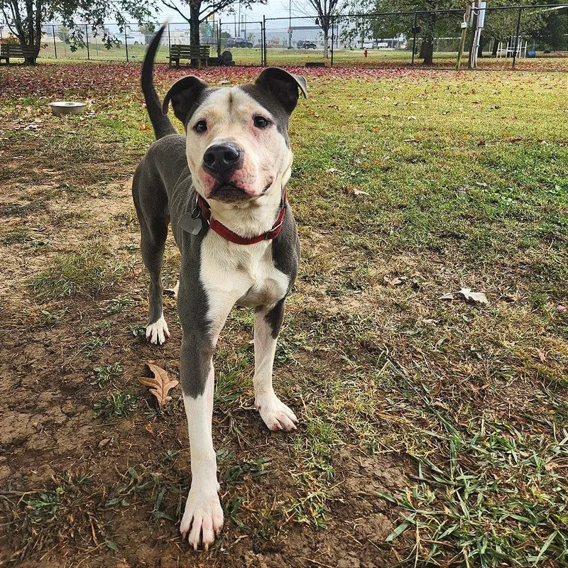 Napoleon thumbnail 2