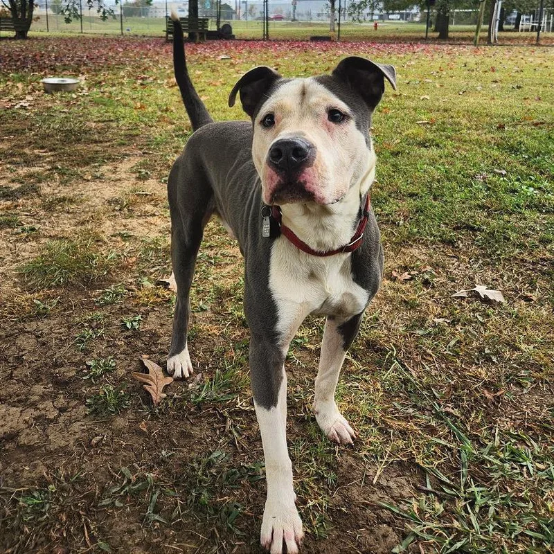 Napoleon thumbnail 3