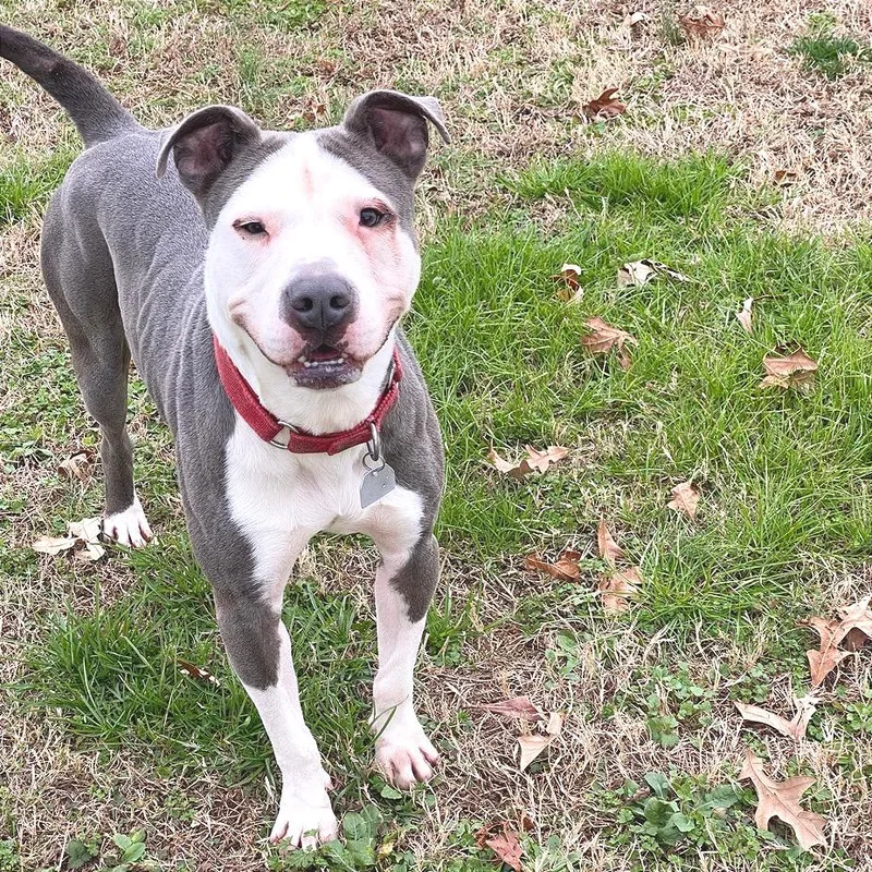 Napoleon thumbnail 4