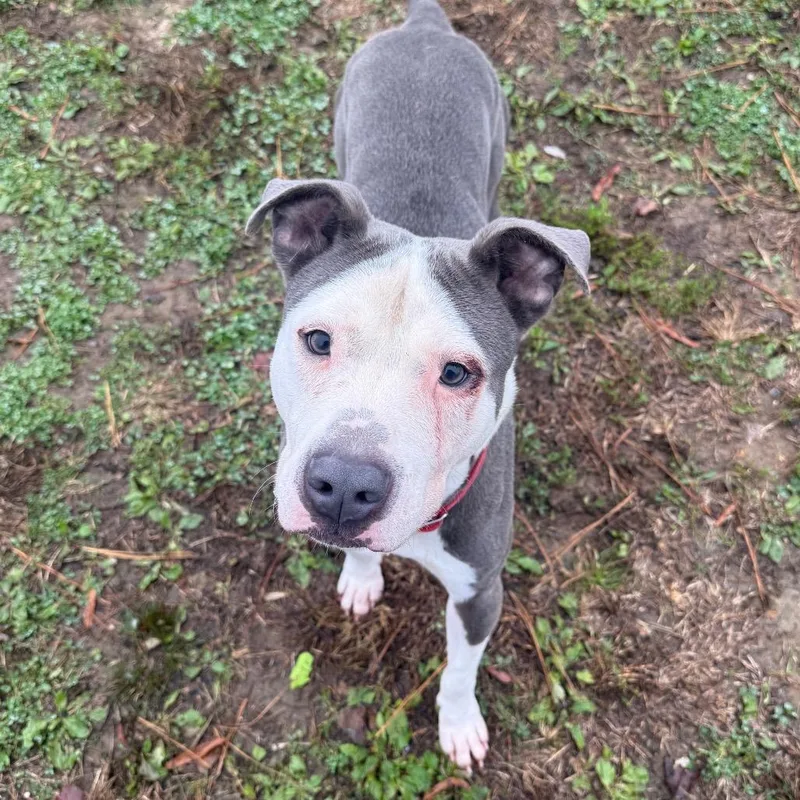 Napoleon thumbnail 5