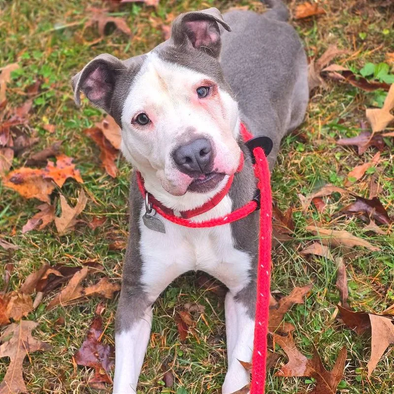 Napoleon thumbnail 6