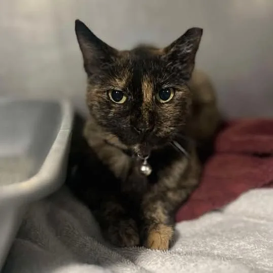 Nova Fivfilv + thumbnail 2