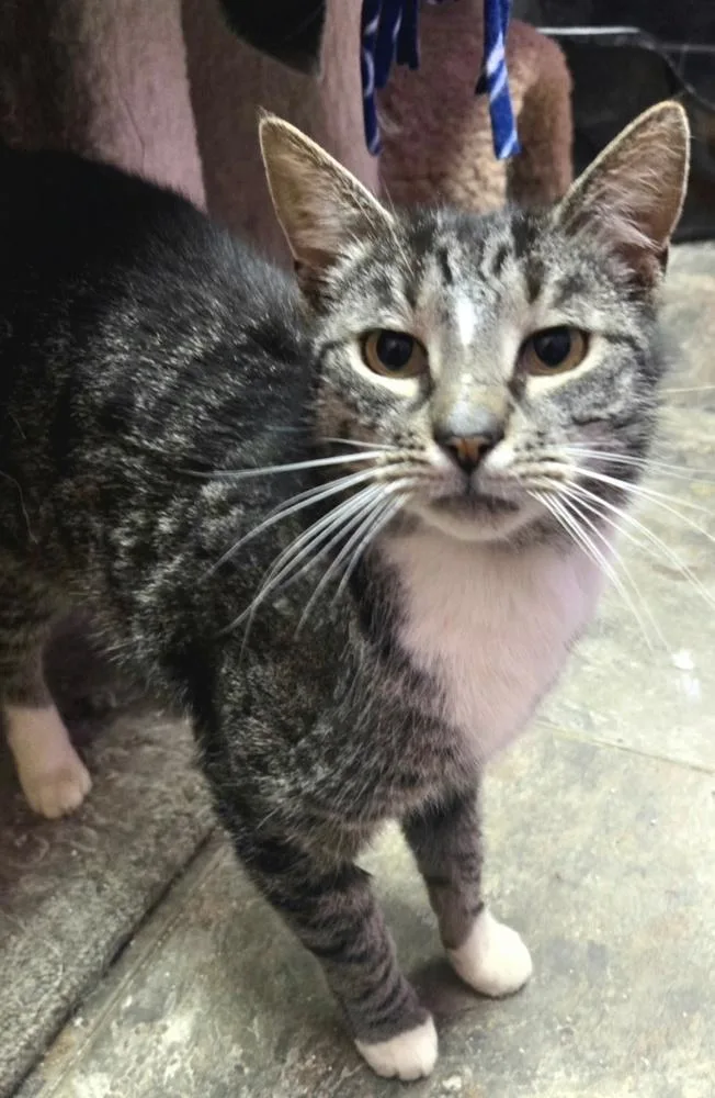 An adult small-sized male Domestic Short Hair cat named Baby Jack for adoption in Cary, NC
