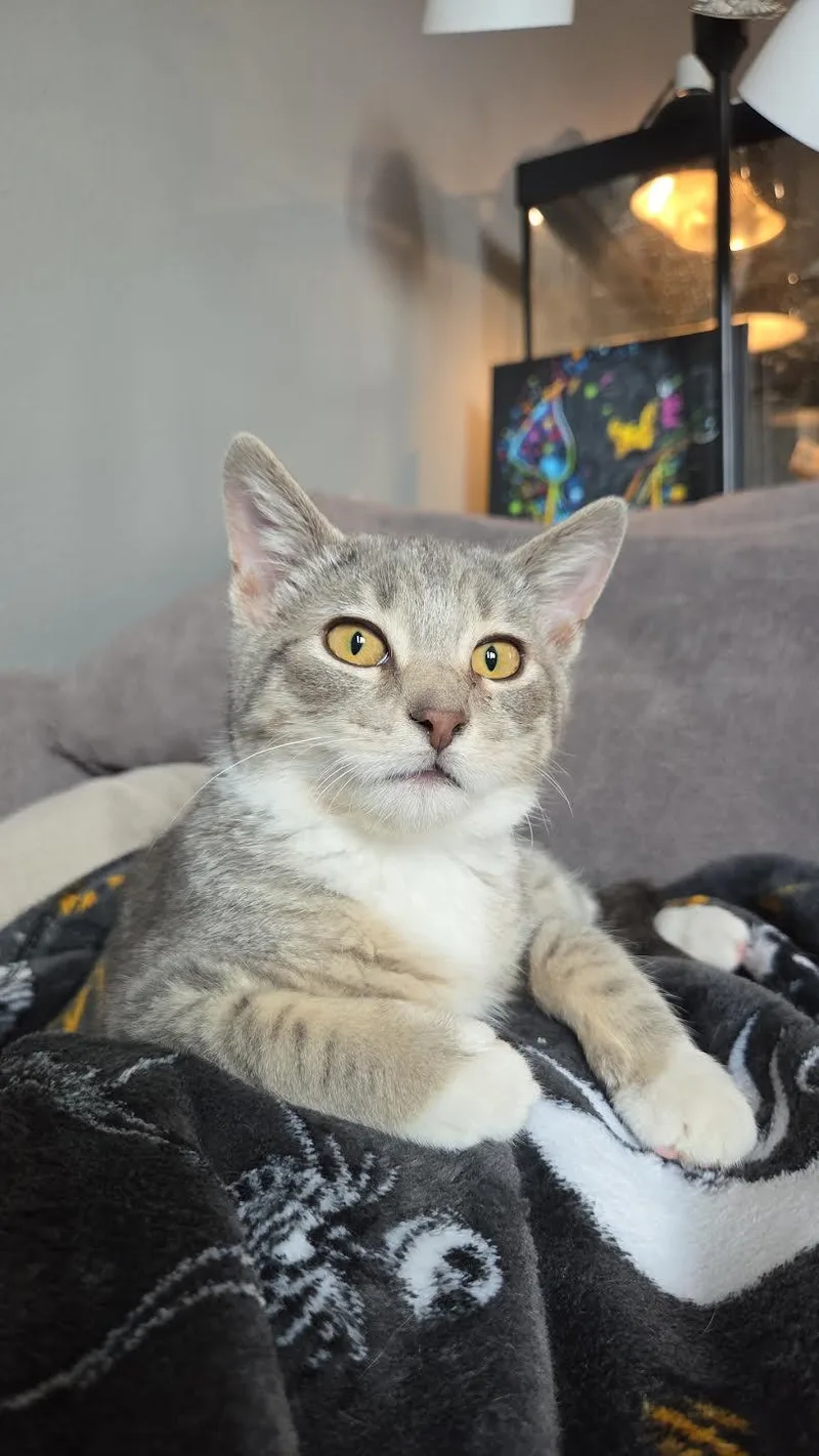 Finnegan thumbnail 2