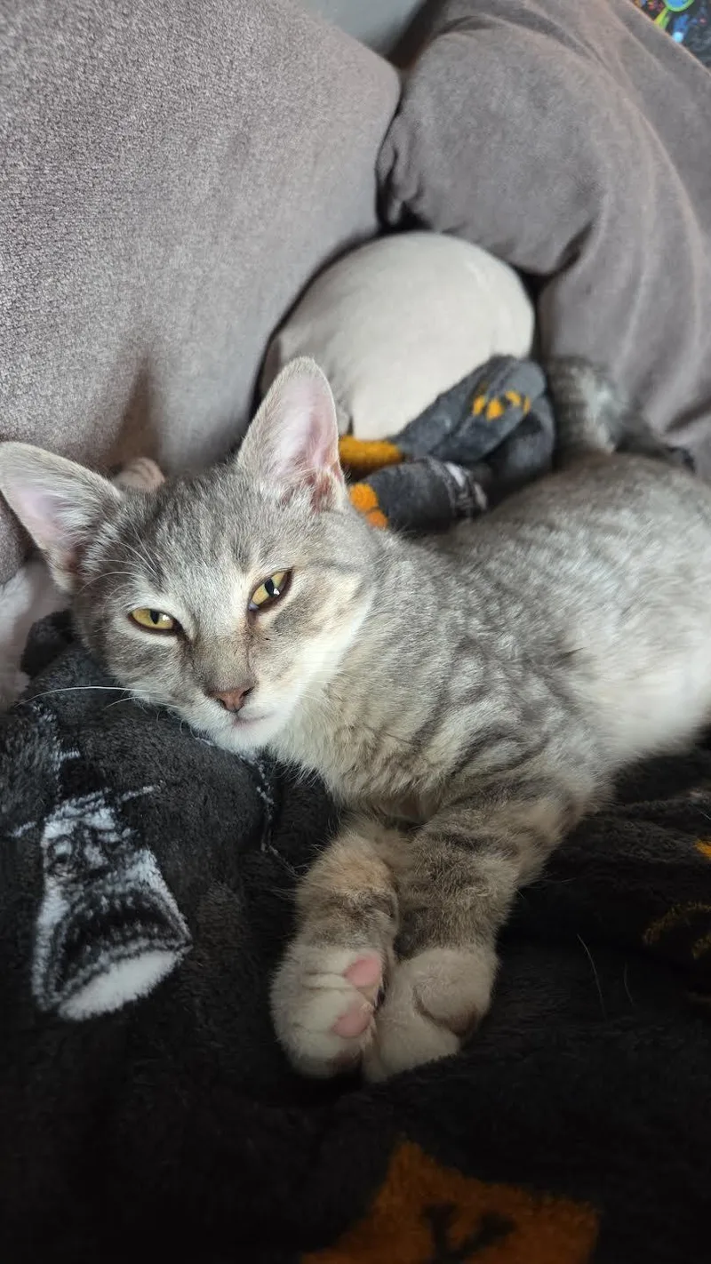 Finnegan thumbnail 3