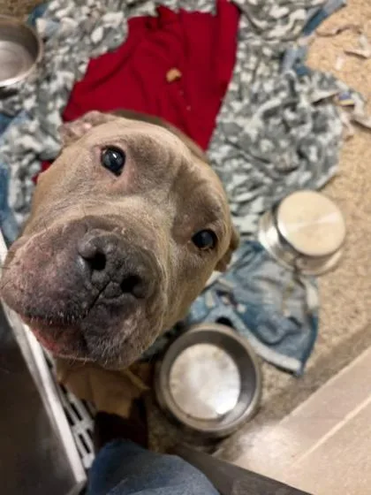 Steve Buscemi thumbnail 2