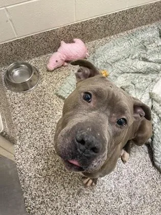 Steve Buscemi thumbnail 3