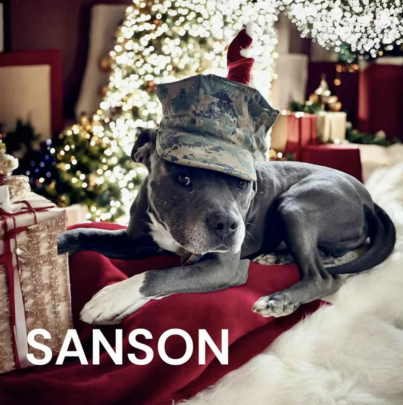 Sanson