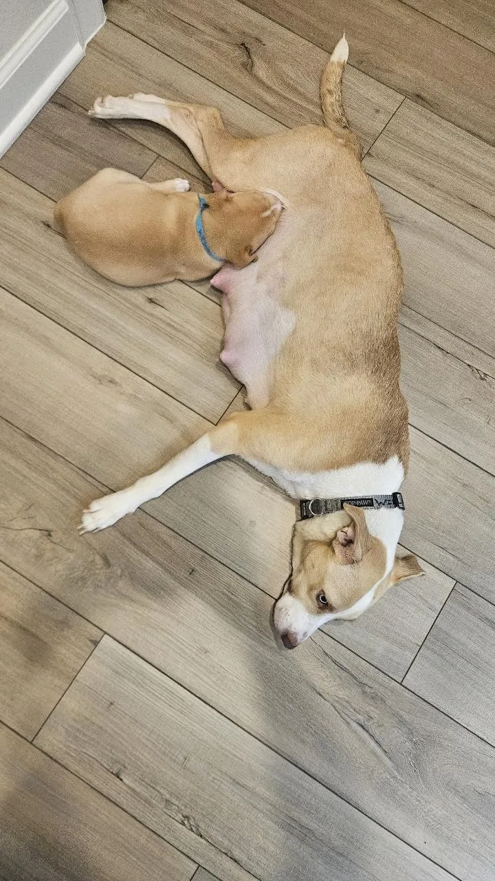 Mamma Winnie thumbnail 4