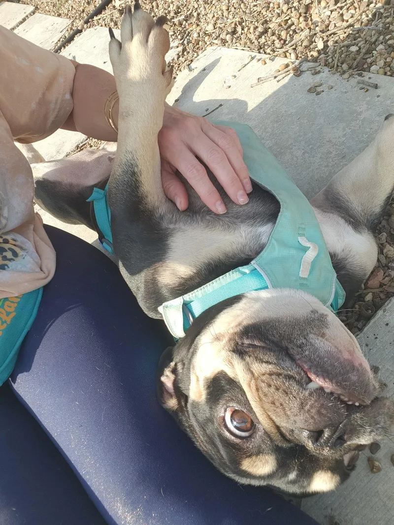 Margot Jelly Bean thumbnail 3