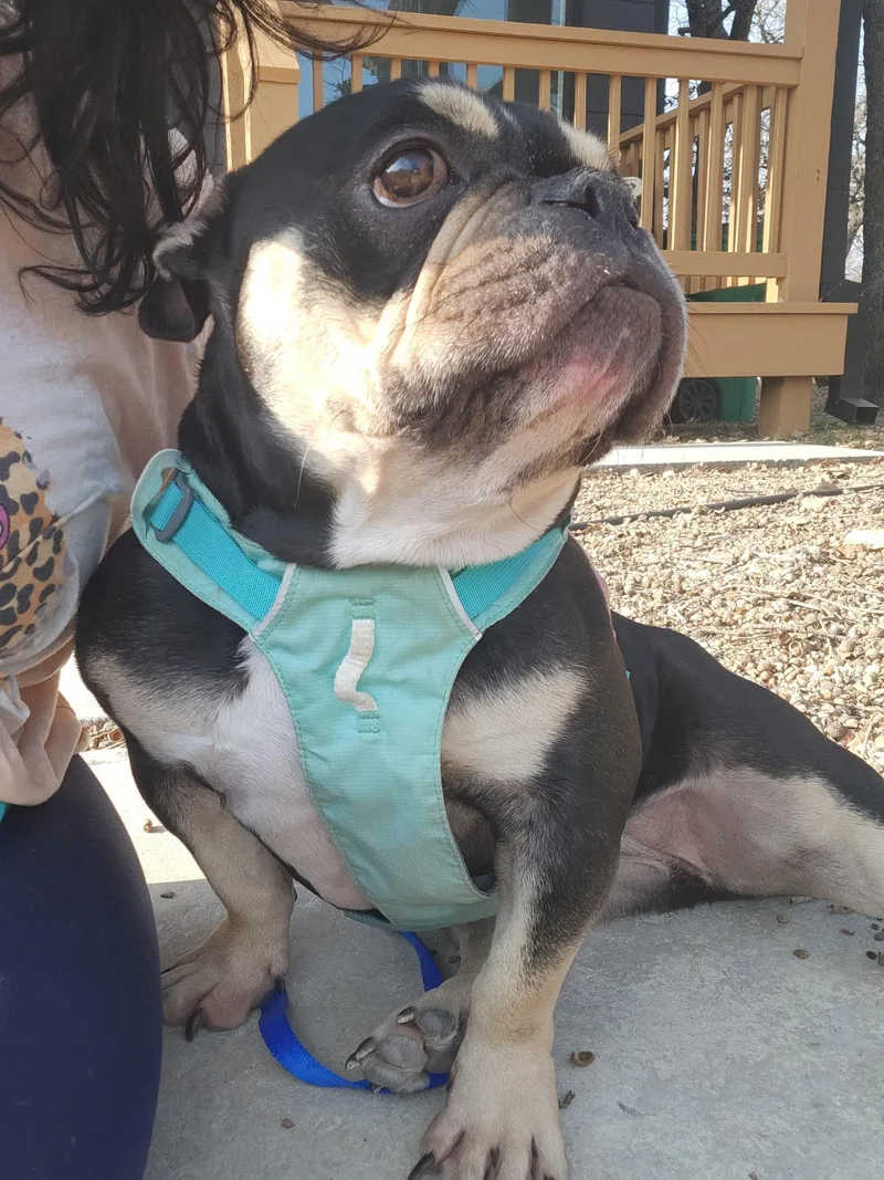 Margot Jelly Bean thumbnail 5