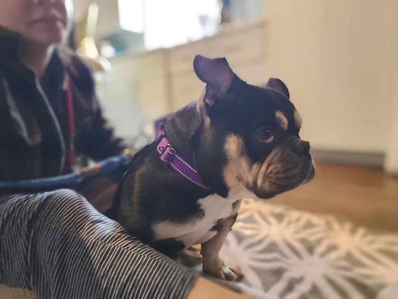 Margot Jelly Bean thumbnail 6