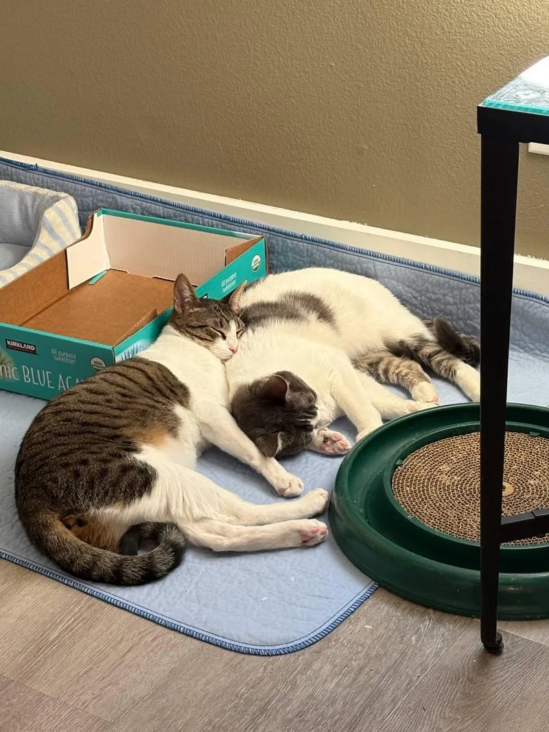 Russo And Goose thumbnail 3